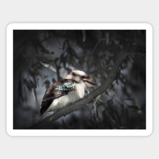 Laughing kookaburra_6234A Magnet